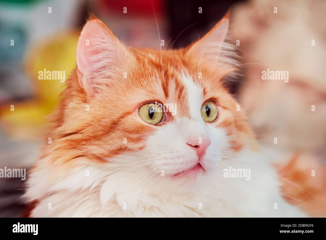 Portrait of pretty adult surprised red cat Stock Photo