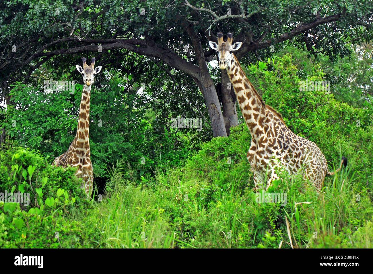 Two beauty giraffes in green grass savanna at day Stock Photo - Alamy