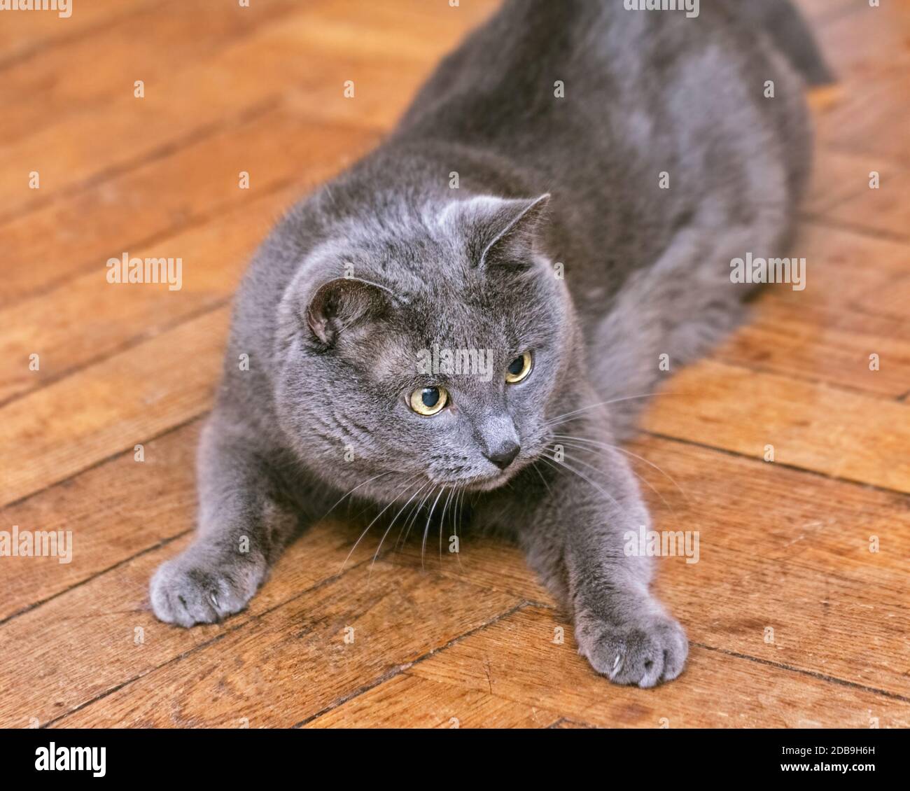 Adult pretty grey cat with yellow eyes at start on floor Stock Photo ...