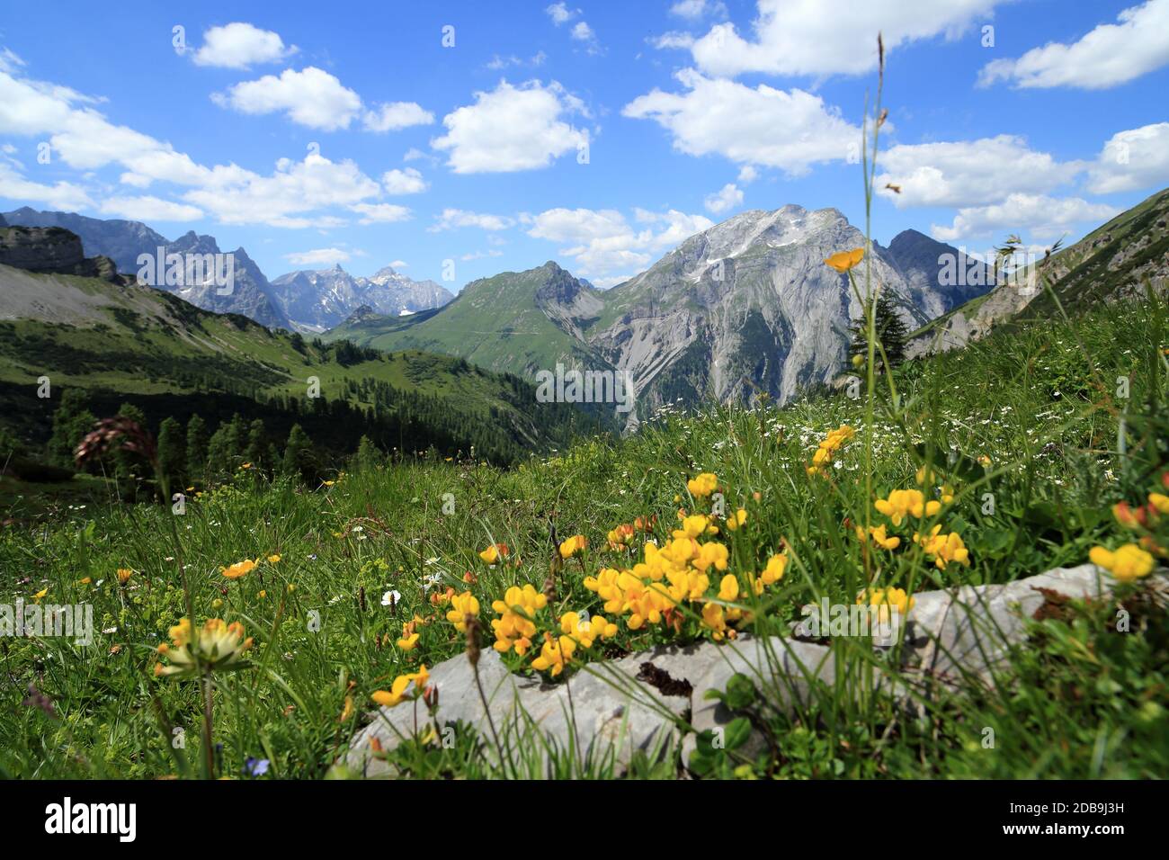 some different flowers in front of a mountain landscape Stock Photo