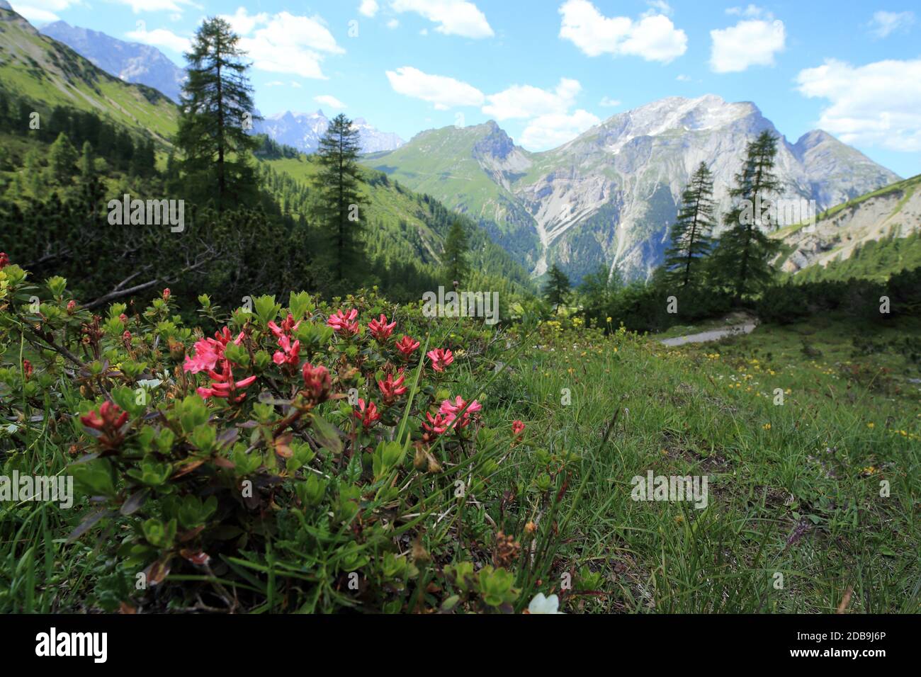 some alp roses in front of a mountain landscape Stock Photo