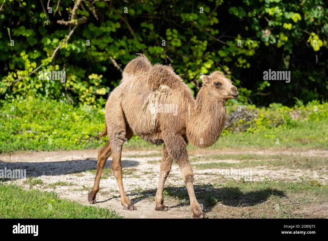 Camel Calve in motion wildlife photo Stock Photo