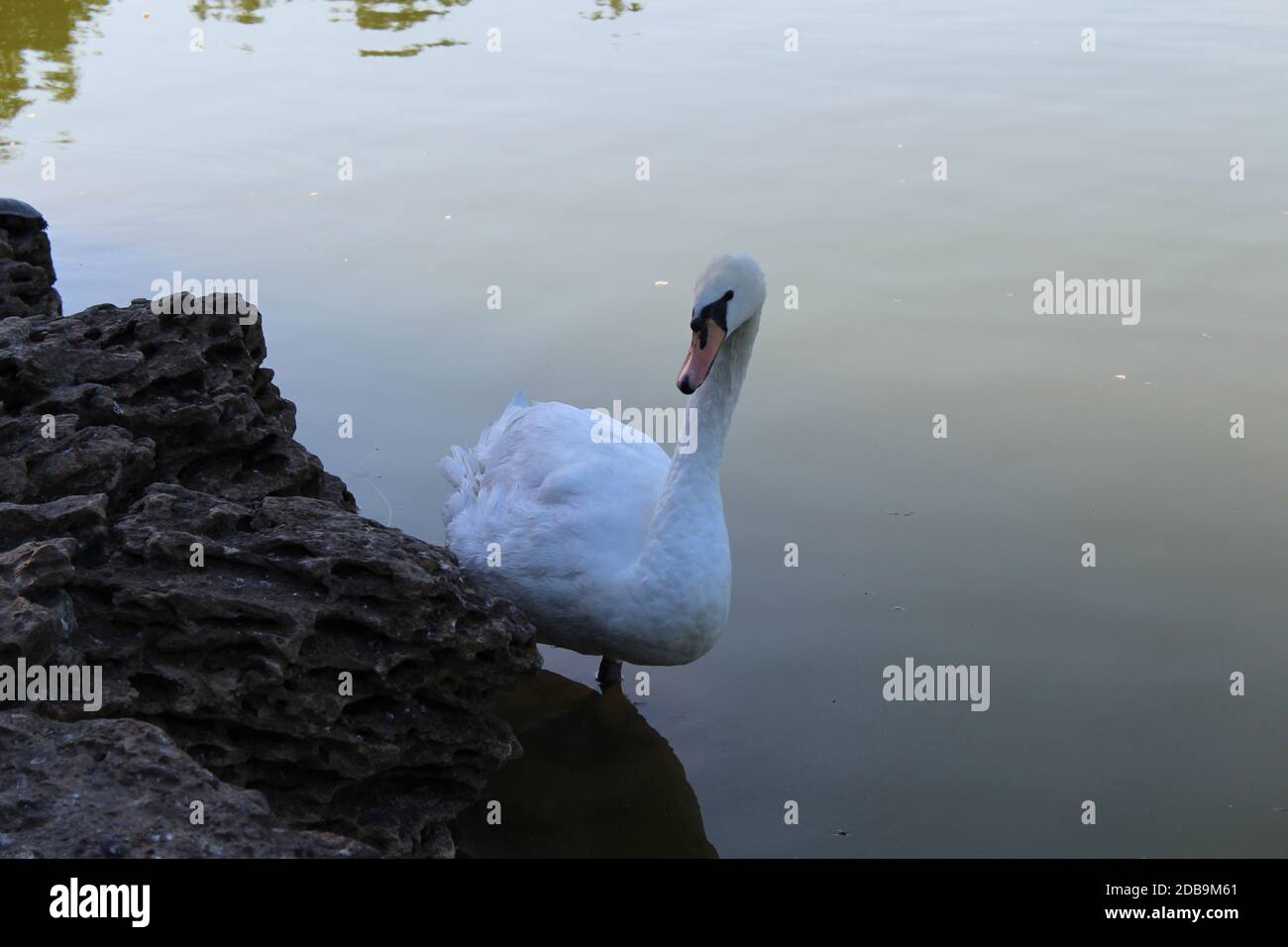 White swan floating in a city pond Stock Photo - Alamy