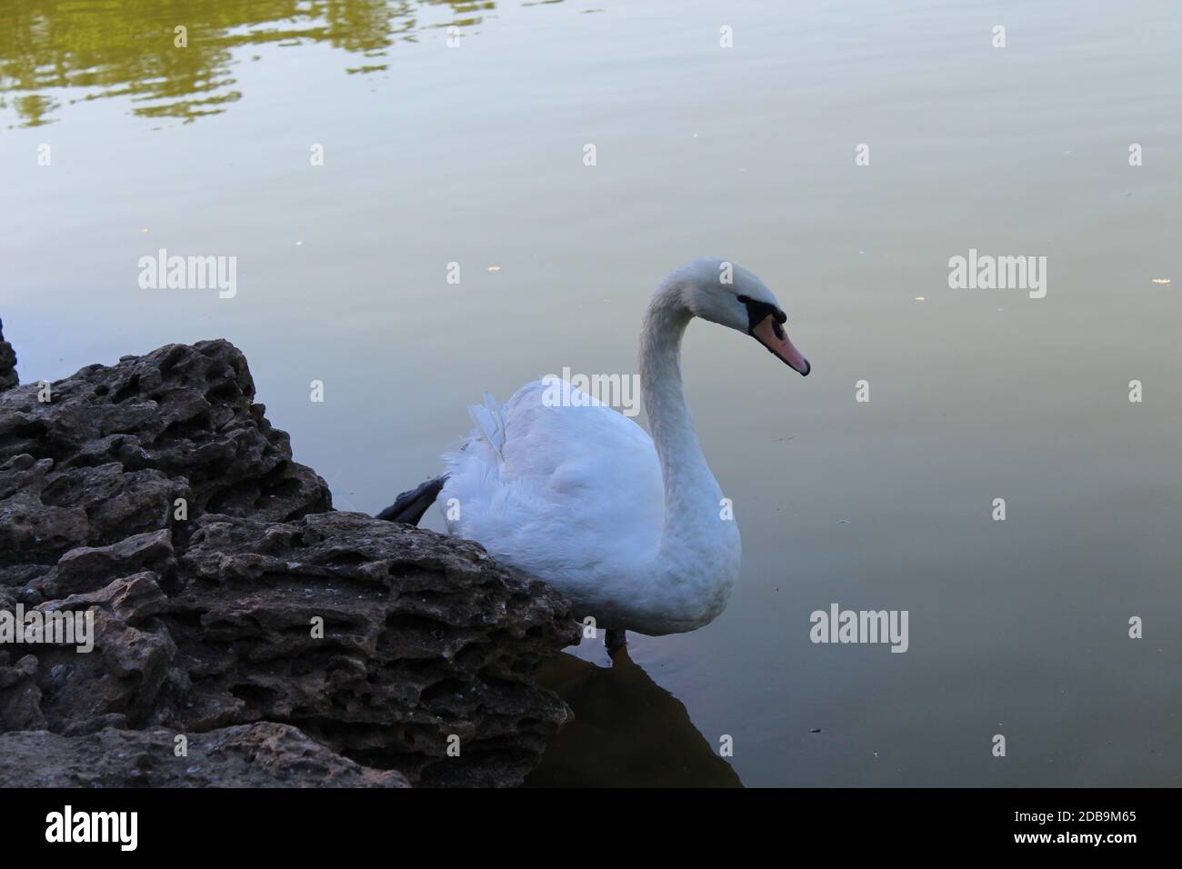 White swan floating in a city pond Stock Photo - Alamy
