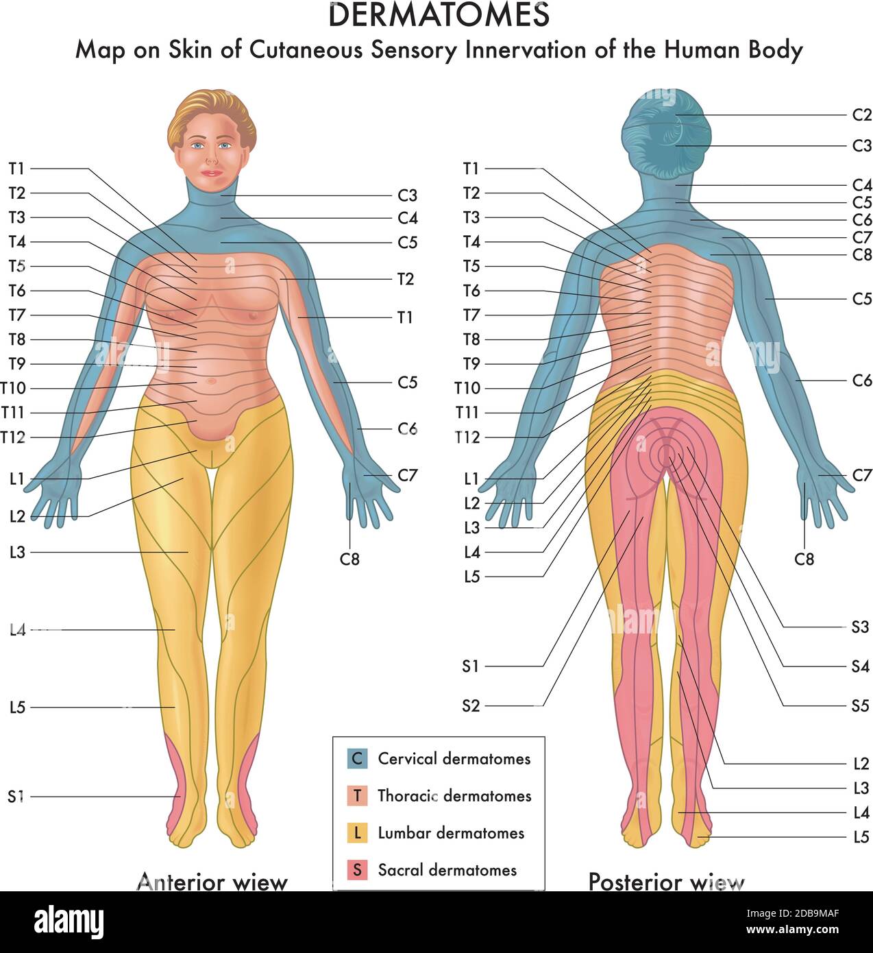 Map on Skin of Cutaneous Sensory Innervation of the Human Body Stock Vector