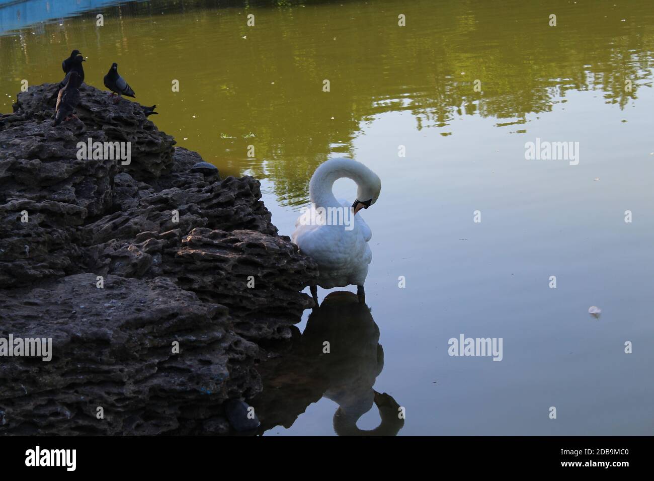White swan floating in a city pond Stock Photo - Alamy