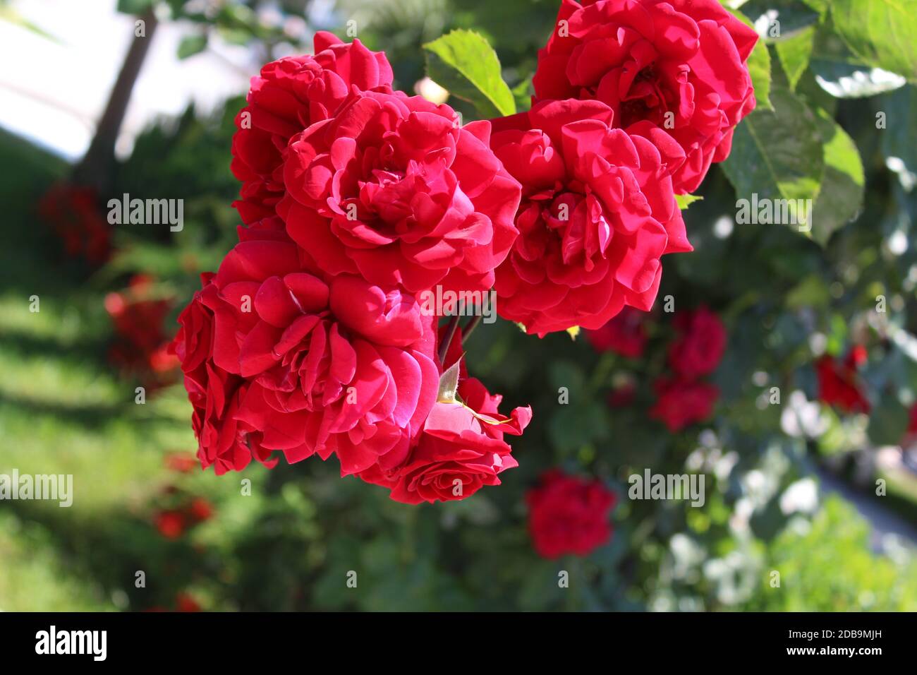 Roses in my garden in the country Stock Photo - Alamy