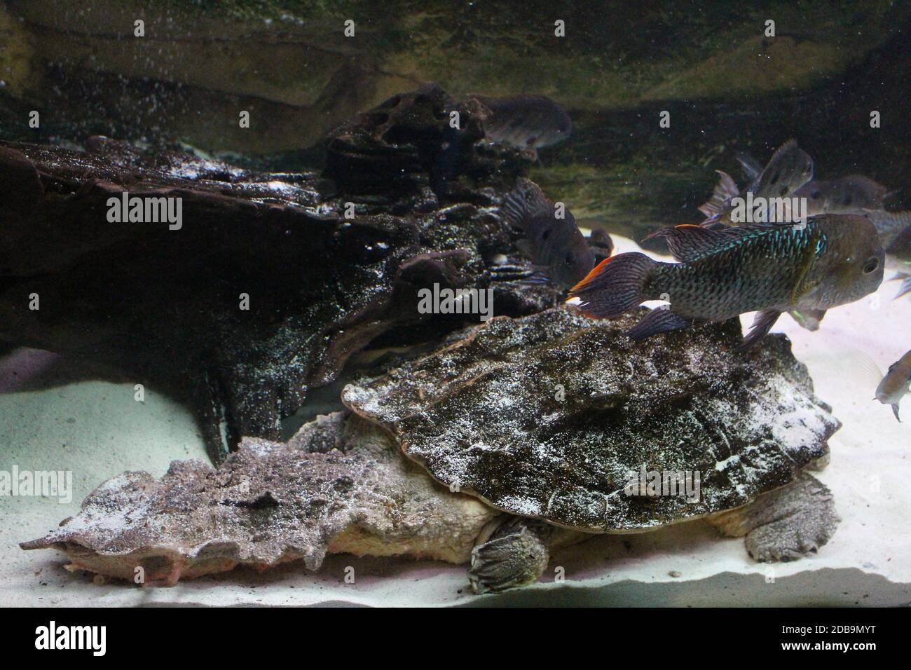 A large swamp turtle sits in terrarium Stock Photo Alamy