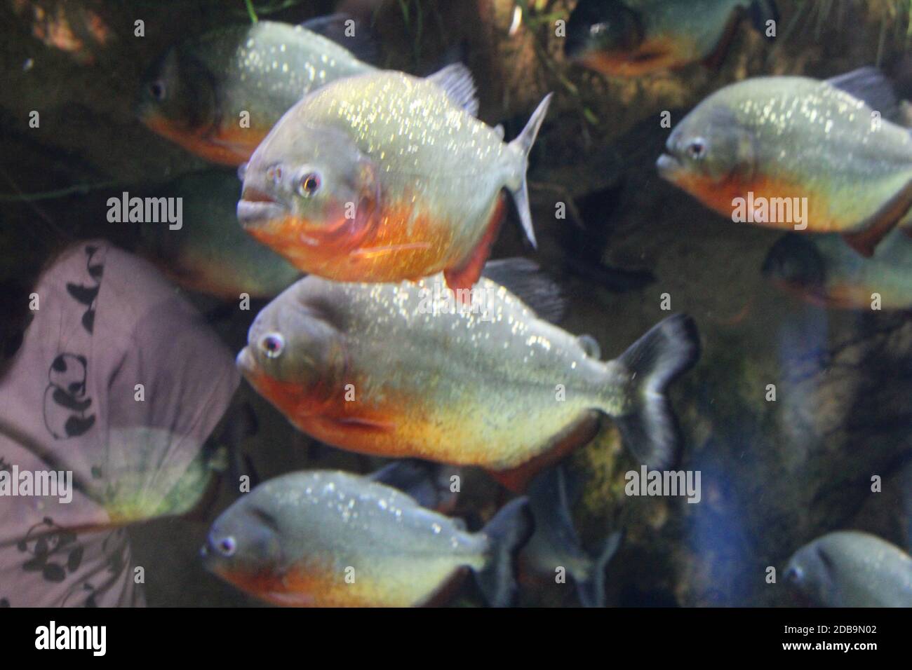 A flock of fish, different species and colors Stock Photo - Alamy