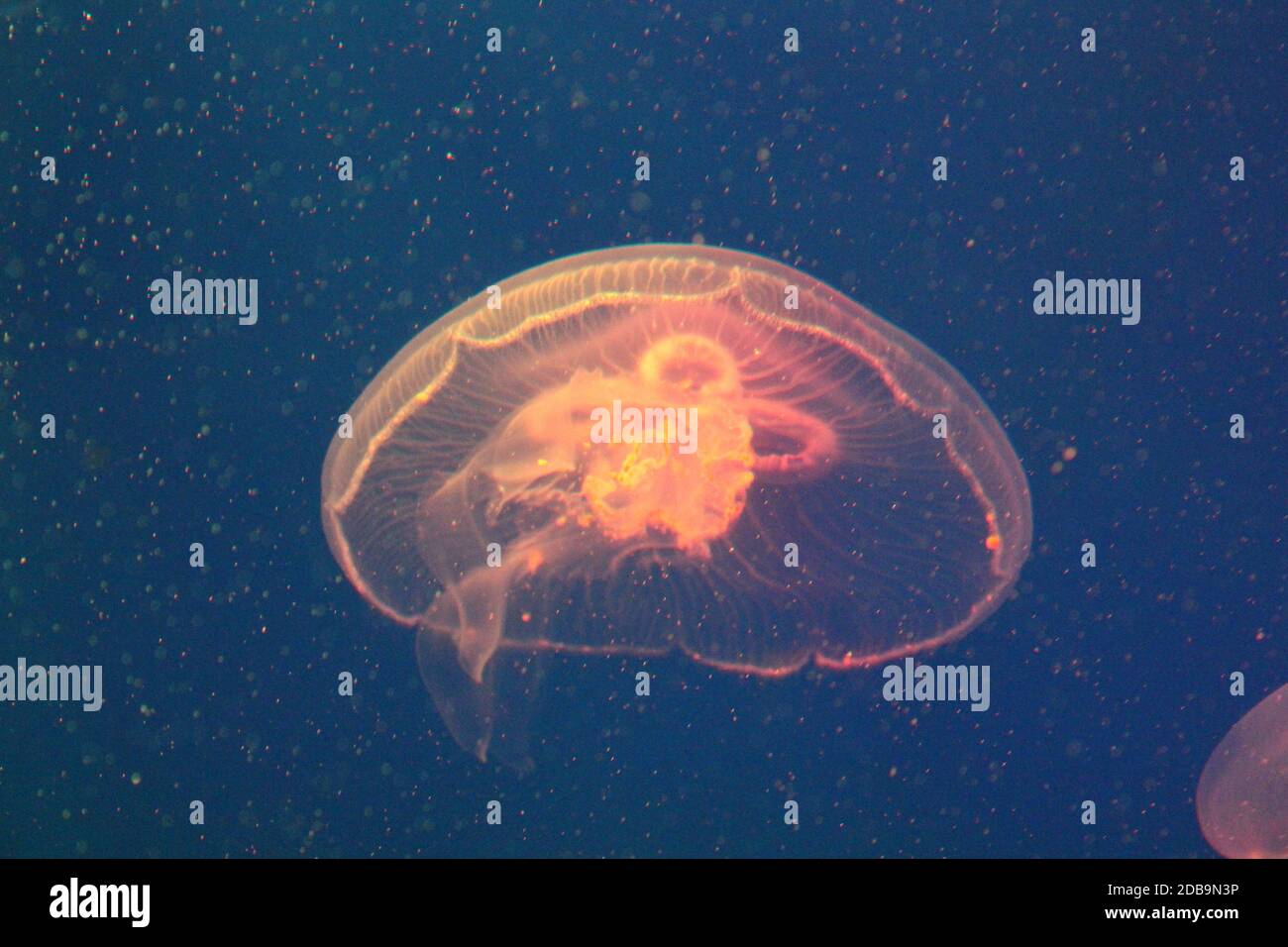 Jellyfish in the sea illuminated lights Stock Photo - Alamy