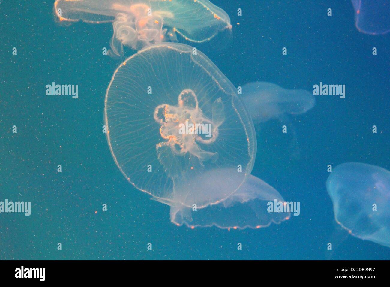 Large jellyfish in blue, clear sea water Stock Photo - Alamy