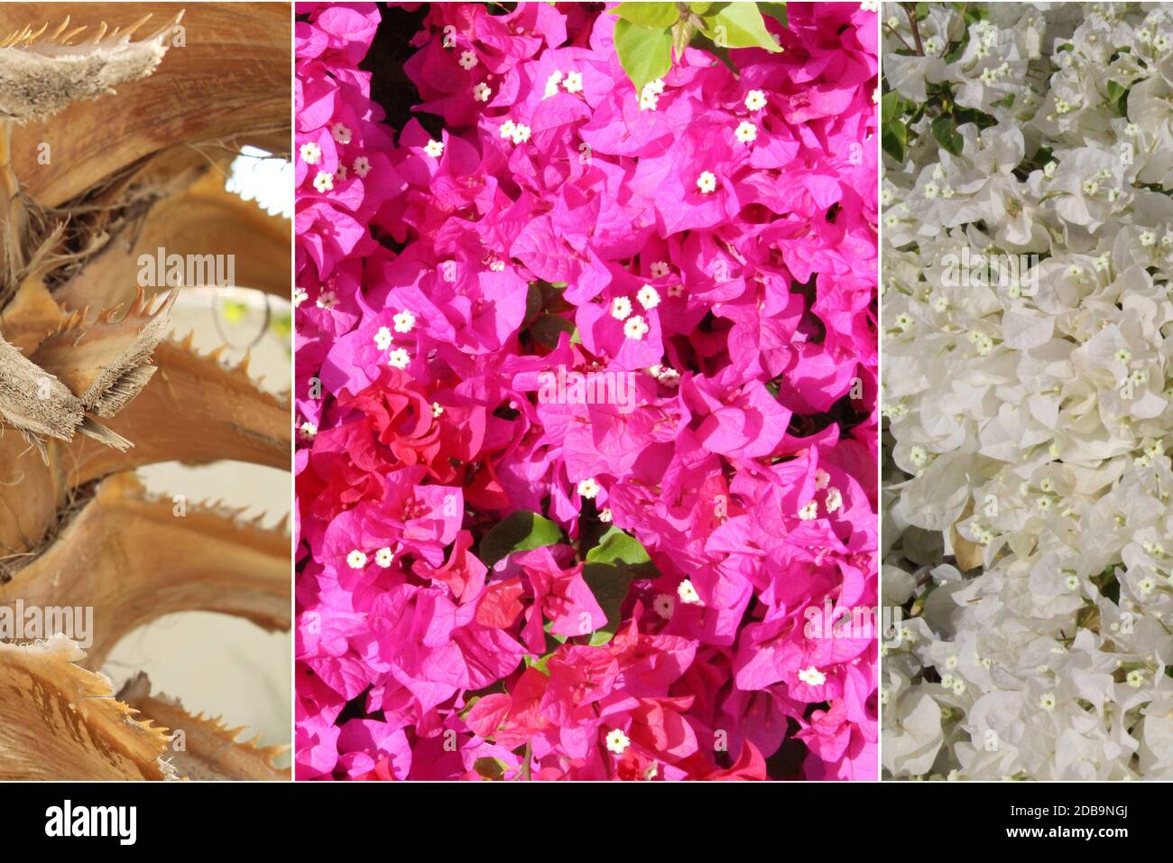 Different, beautiful textures in one collage Stock Photo