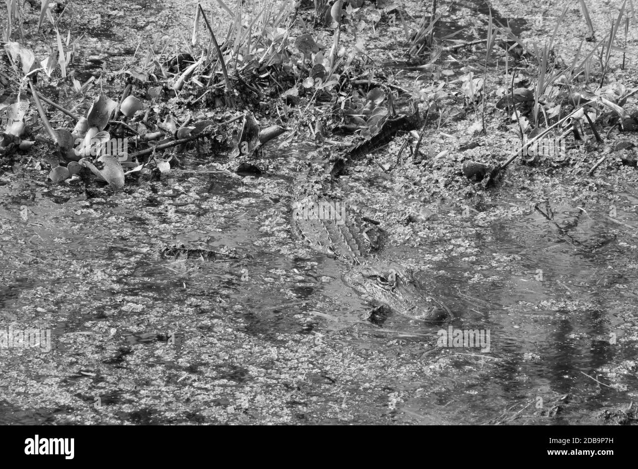 Alligator in the swamp in black and white Stock Photo