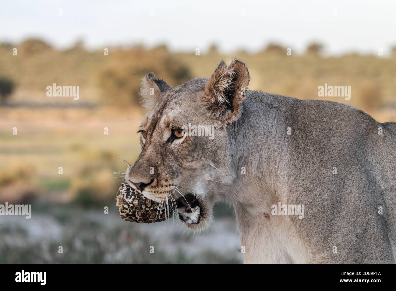 Juvenile Lion carrying turtle in Kgalagadi Transfrontier Park Stock Photo