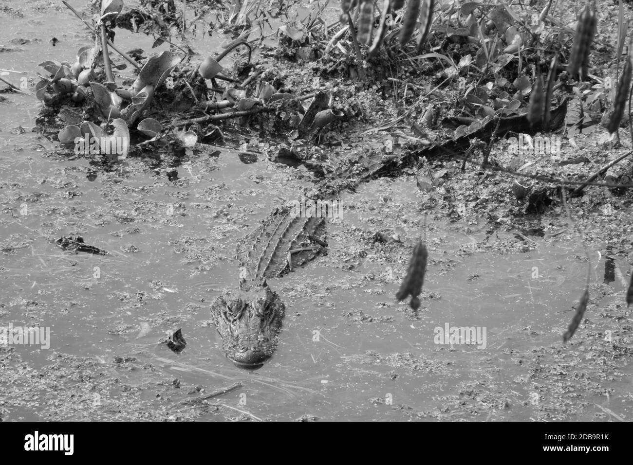 Alligator in the swamp in black and white Stock Photo