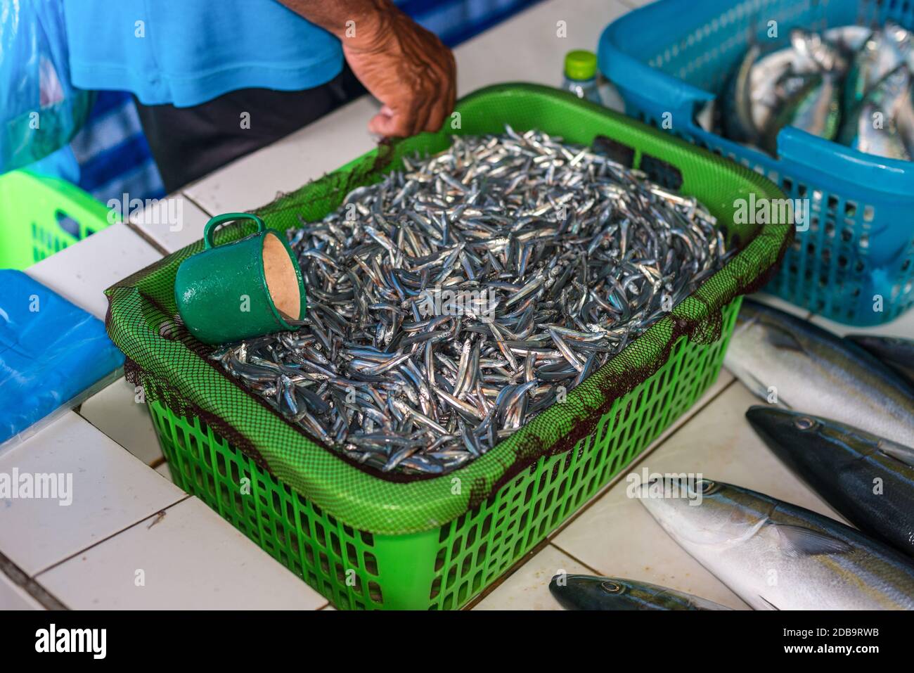 Fresh anchovy fish for sale at the Fish market in Male, Maldives Stock