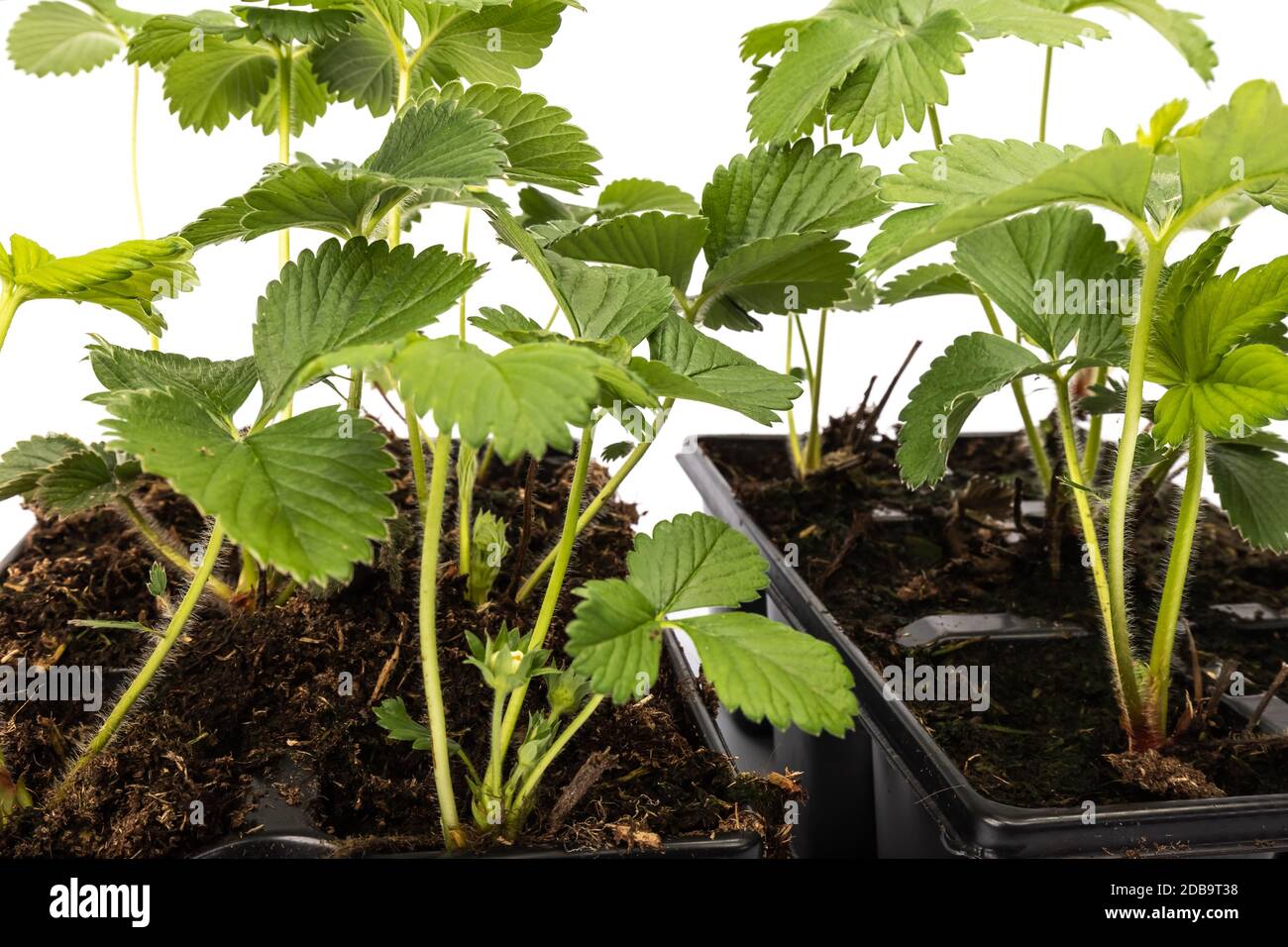 young strawberry plants in pots on white background in studio Stock ...