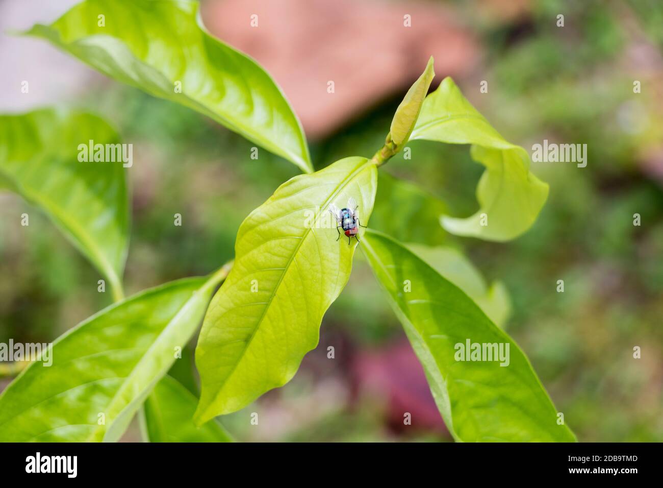 Fly on a leafy green leaf in the jungle of Malaysia Stock Photo Alamy
