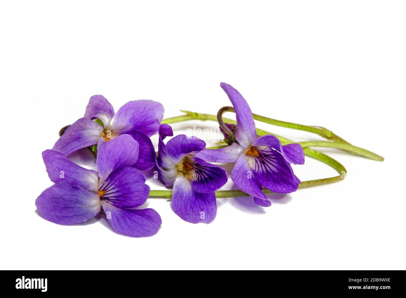 blooming scented violets in spring Stock Photo