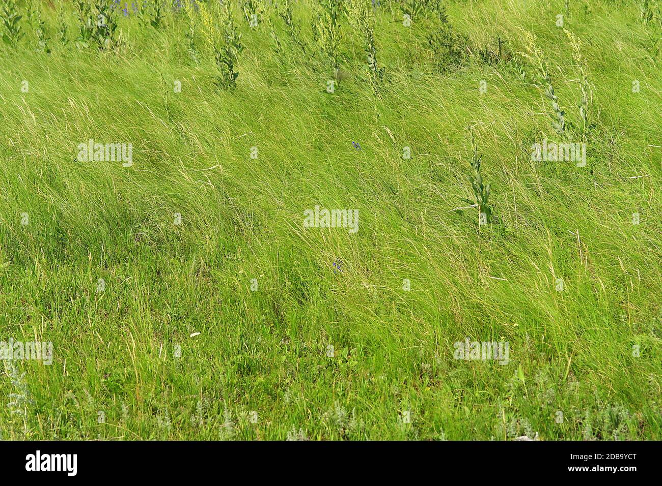 Green grass background Stock Photo - Alamy