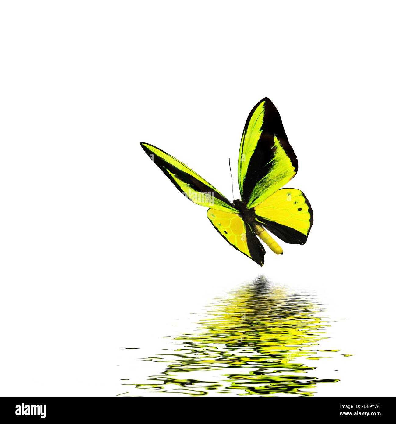 Beautiful multicolored real butterfly flying on a white background
