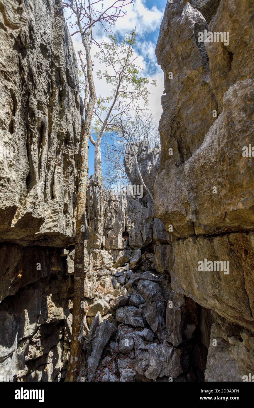 unique rock formations of fantastically eroded limestone spires, known as Tsingy in National Park Ankarana, Madagascar, Africa wilderness Stock Photo