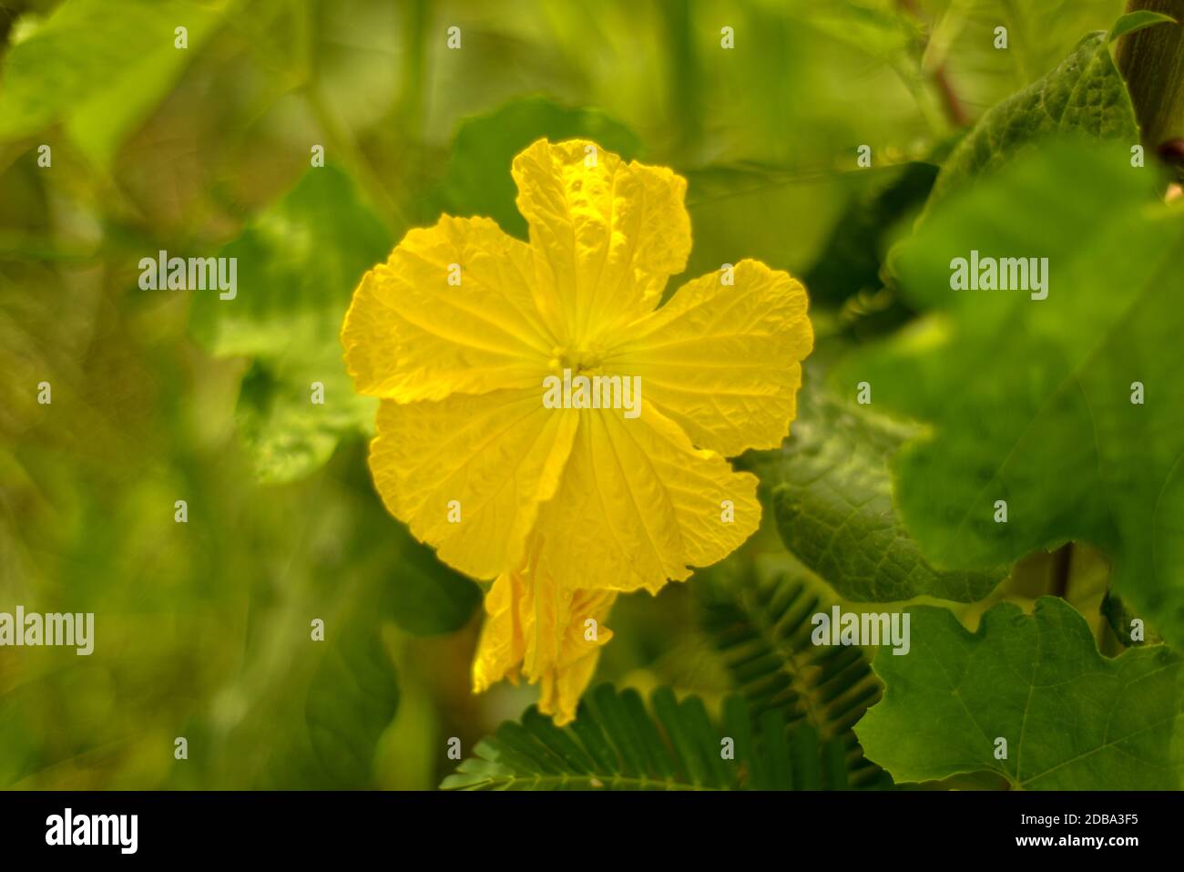 Yellow flower of Sponge gourd, Sponge Gourd Flower, Zucchini Flower. Stock Photo