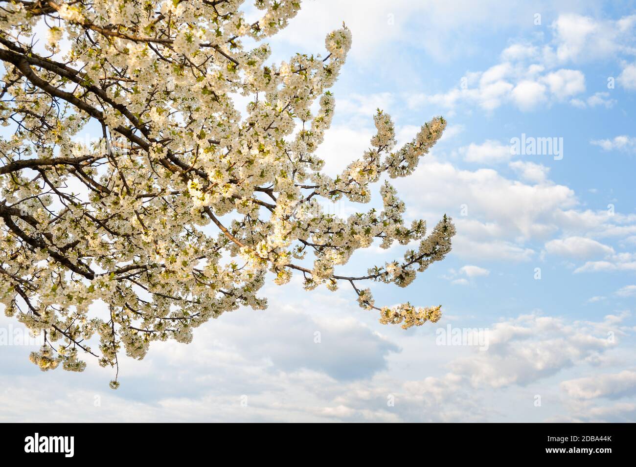 Cherry tree in full bloom at lake Neusiedlersee in Burgenland Stock Photo