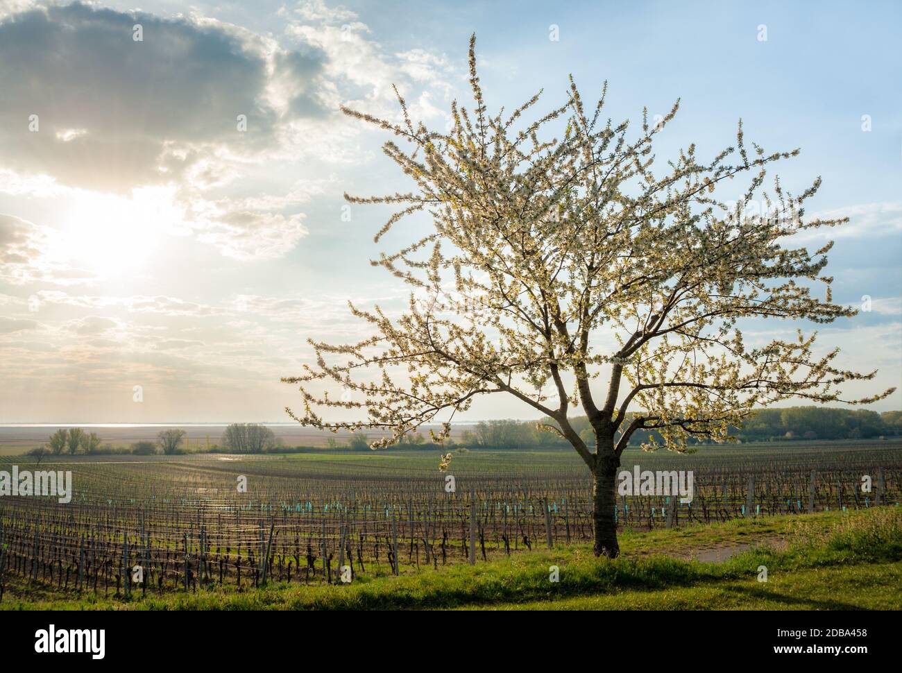Cherry tree in full bloom at lake Neusiedlersee in Burgenland Stock Photo