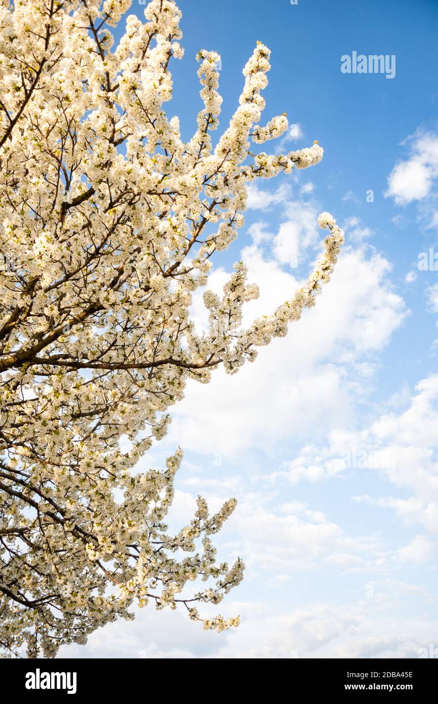 Cherry trees blooming in spring in Burgenland Stock Photo