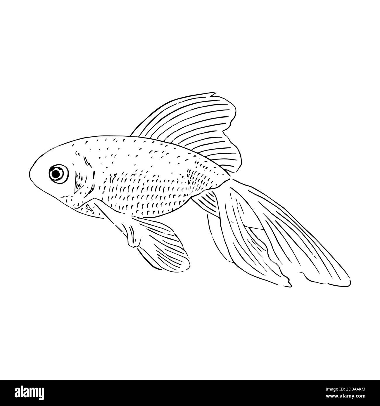 Premium Vector | Hand-drawn sketch set of aquarium fish. set consists of  guppy, seahorse, nemo, samese fghting fsh, goldfish, scalaria