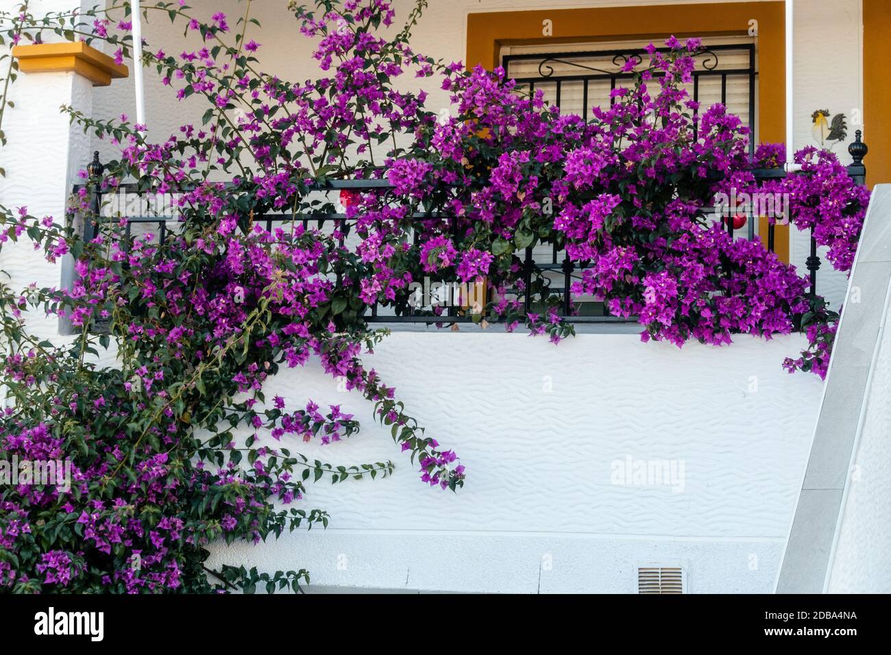 purple flowers on wall in spanish urbanisation Stock Photo Alamy