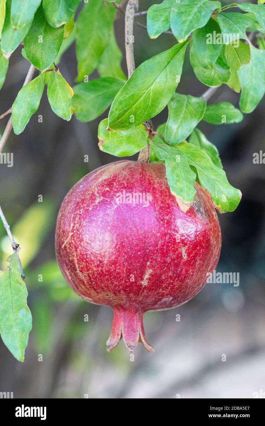 Pomegranate (Punica granatum) Stock Photo