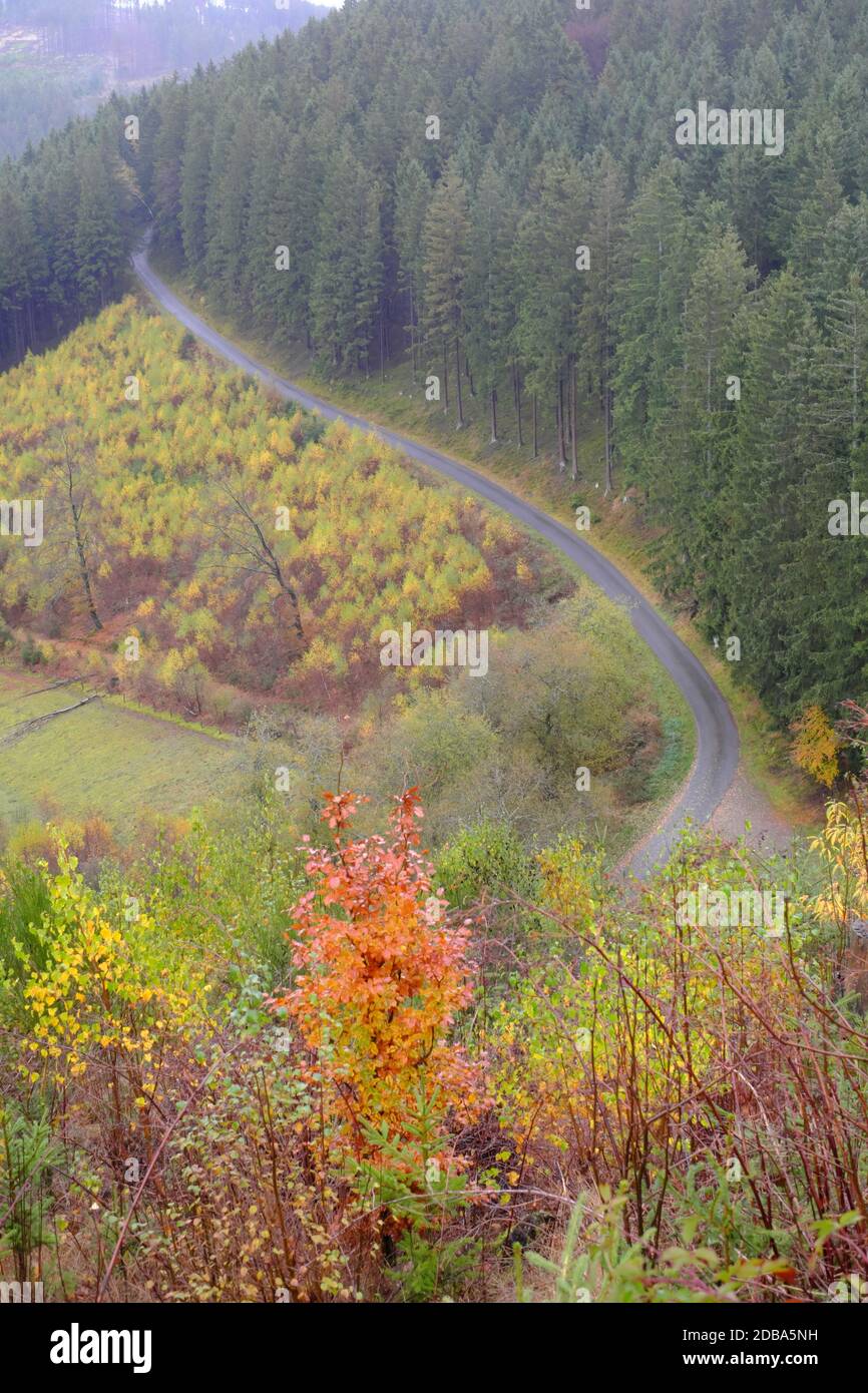 hiking in the forest Stock Photo - Alamy