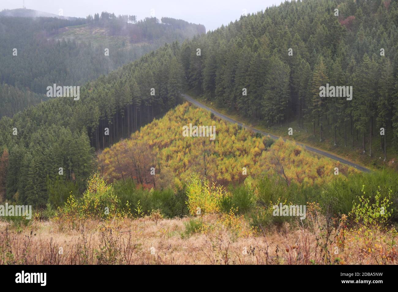 hiking in the forest Stock Photo - Alamy
