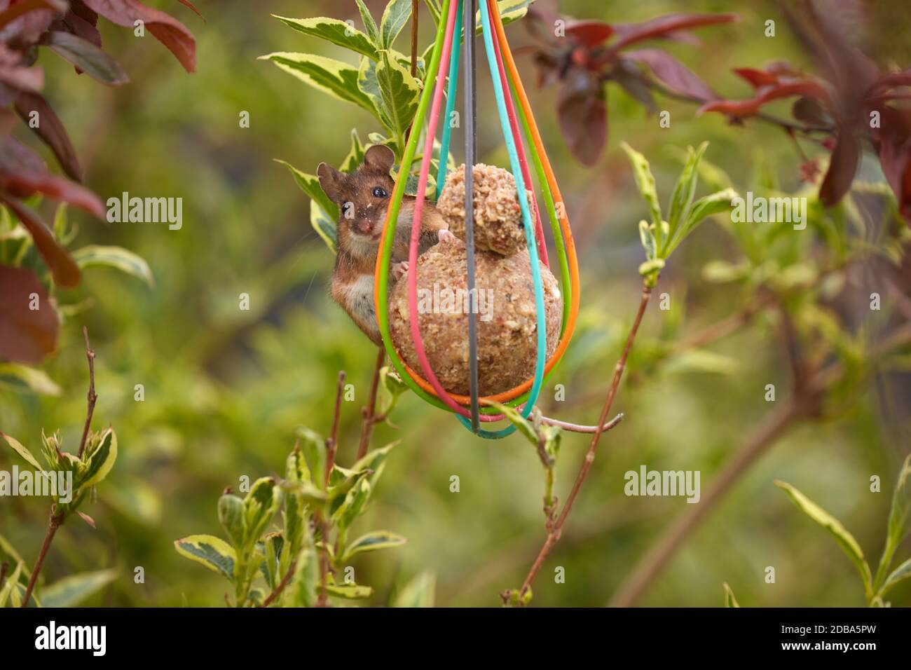 Tree mouse hi-res stock photography and images - Alamy