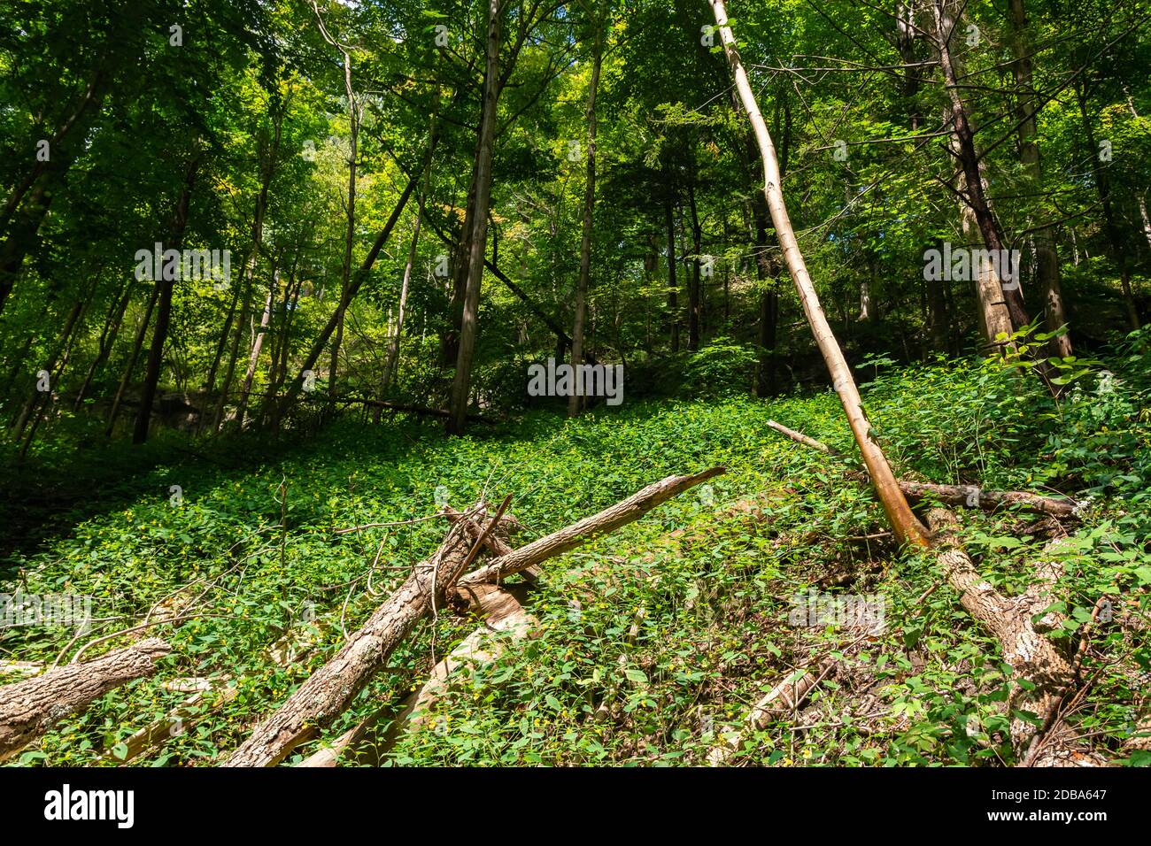 Bruce Trail Niagara Escarpment Ontario Canada Stock Photo