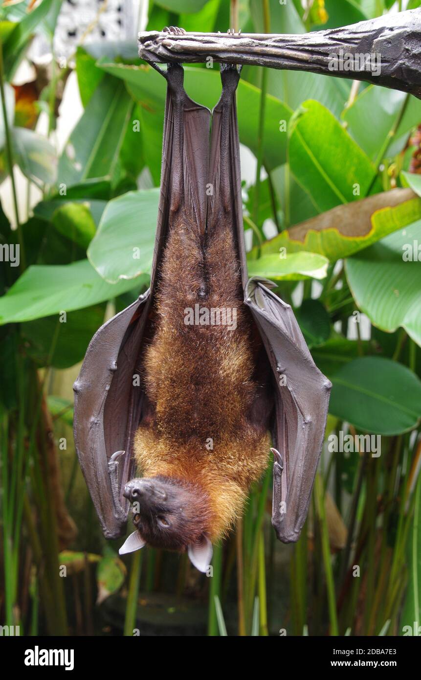 Bat on the Bali island in Indonesia, South East Asia Stock Photo - Alamy