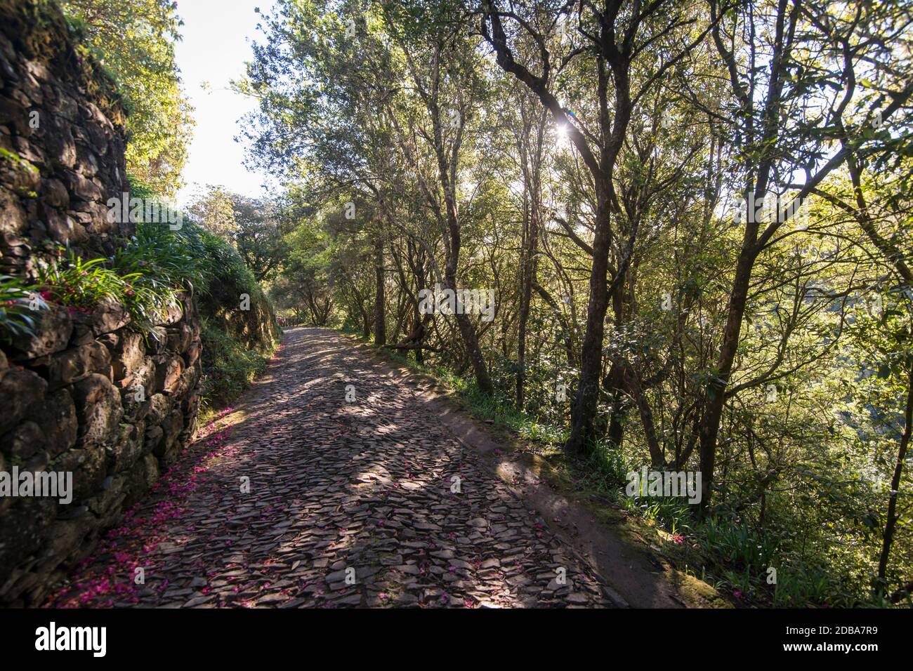 a path in the forest of Queimadas in Central Madeira on the Island Madeira of Portugal.   Portugal, Madeira, April 2018 Stock Photo