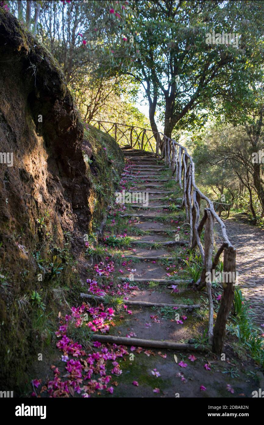 a hiking path in the forest at the Natural Park of Queimadas in Central Madeira on the Island Madeira of Portugal.   Portugal, Madeira, April 2018 Stock Photo