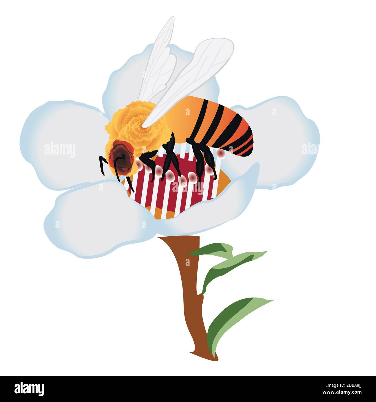A bee on a blooming tree flower vector illustration on a white ...