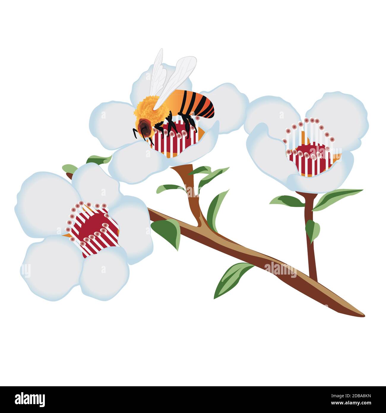 A bee on a blooming tree flower vector illustration on a white ...