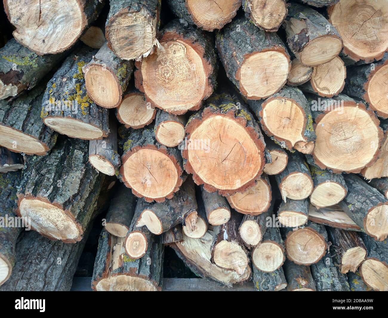 Logs crosscuts on the timber cutting Piles of cut wood tree trunk textures nature Stock Photo