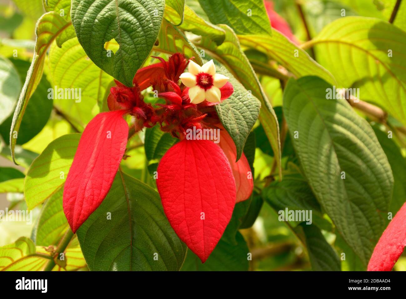 Red mussaenda bloom Stock Photo
