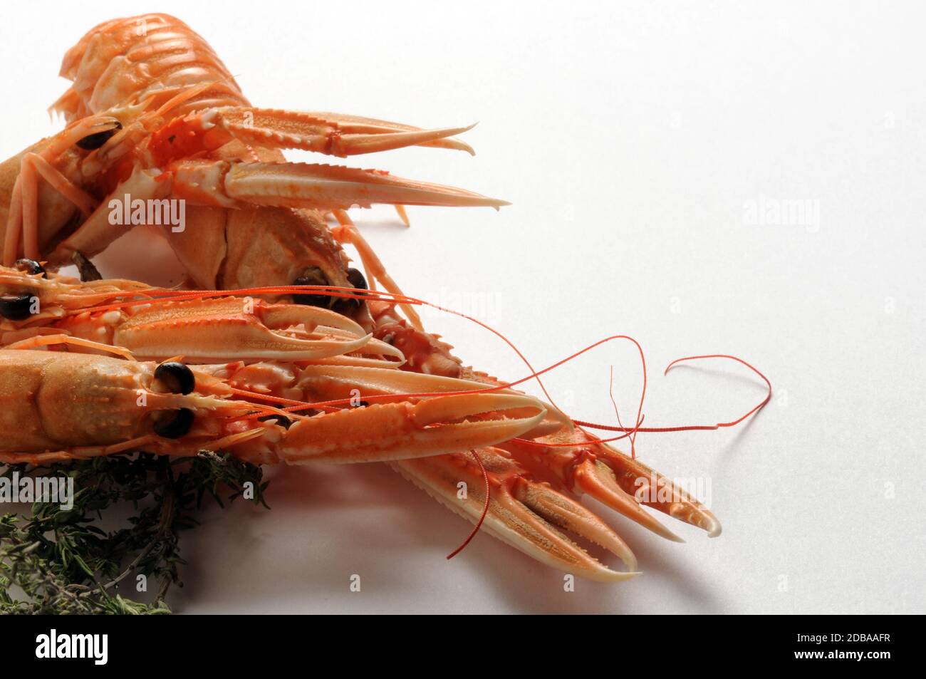 Raw scampi on a white background Stock Photo