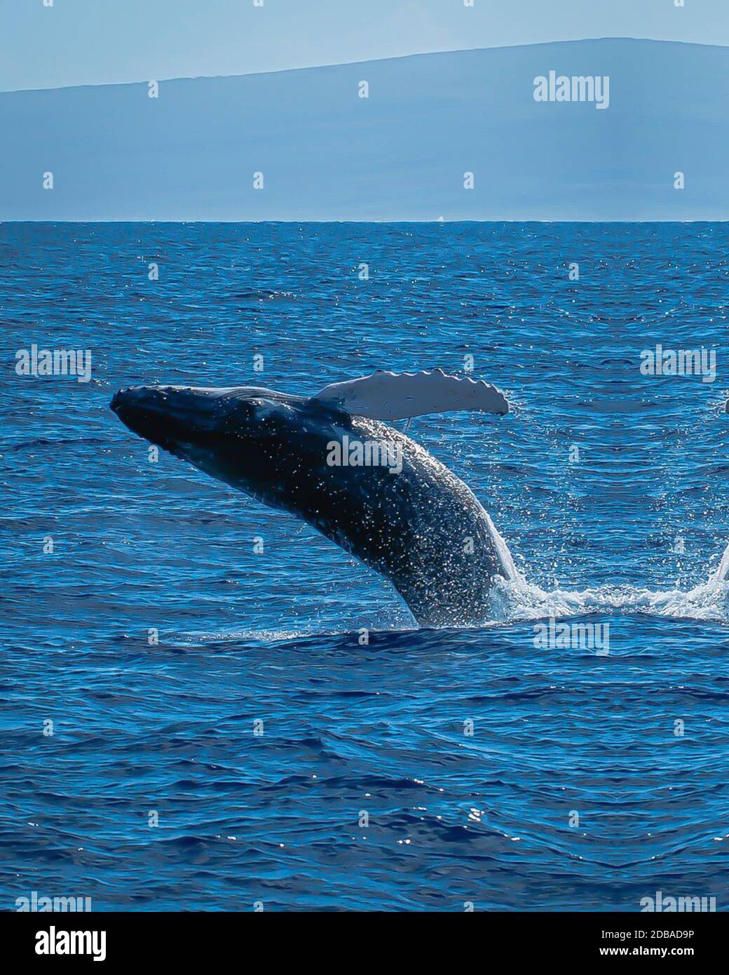Whale Stock Photo