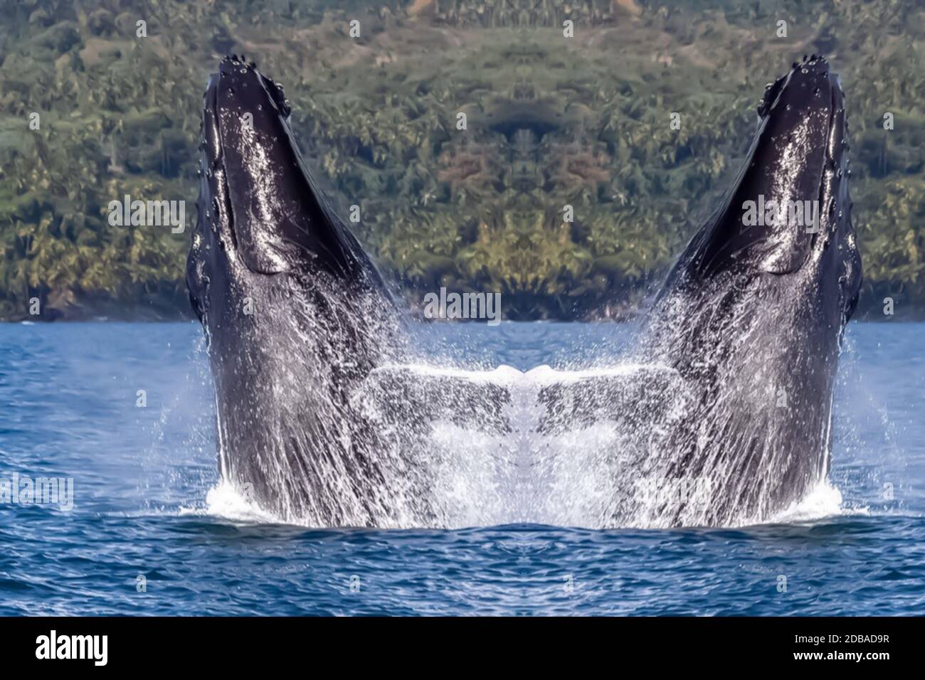 Two whale jumping in ocean Stock Photo