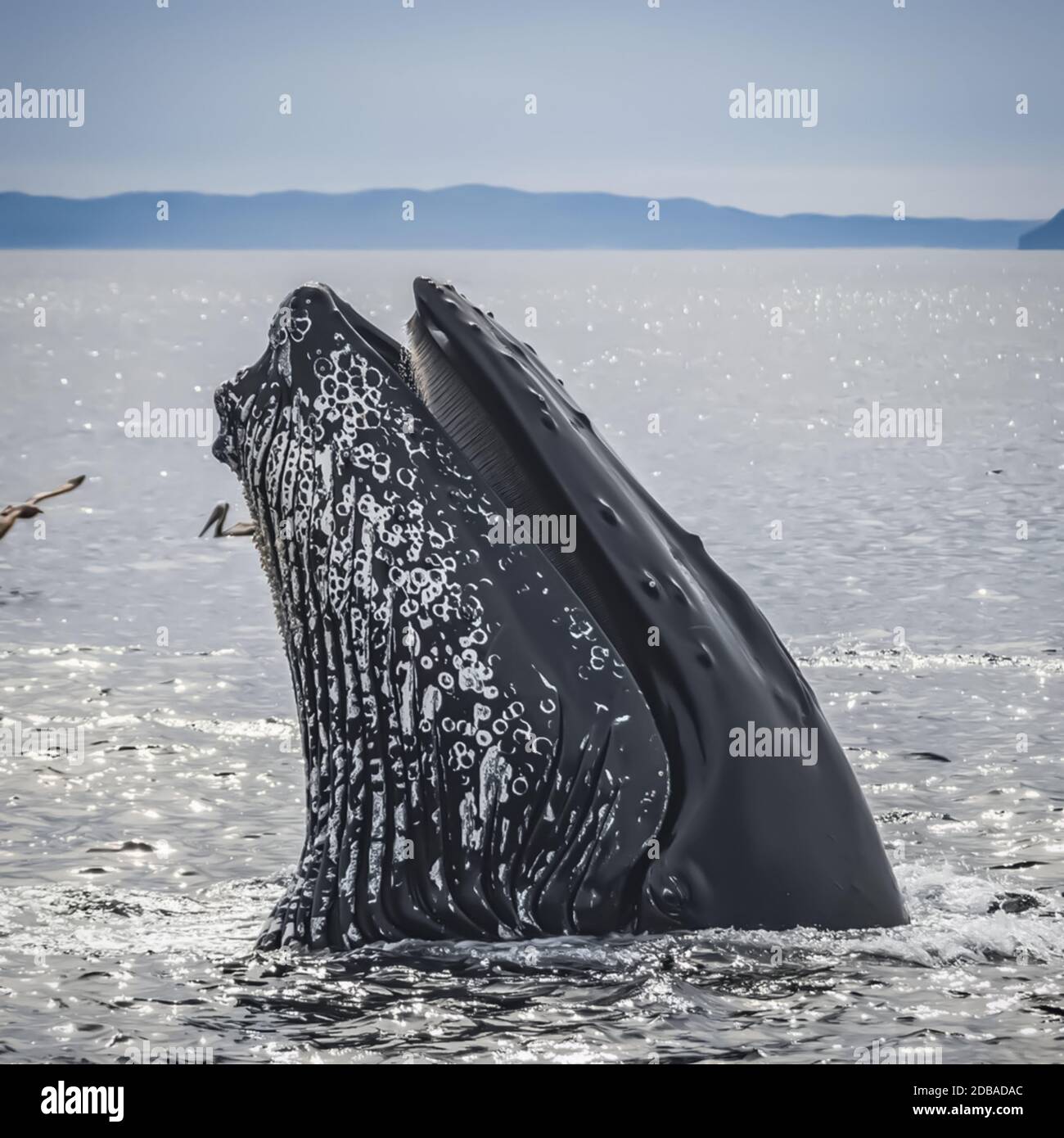 Whale emerging out its mouth in pacific ocean Stock Photo