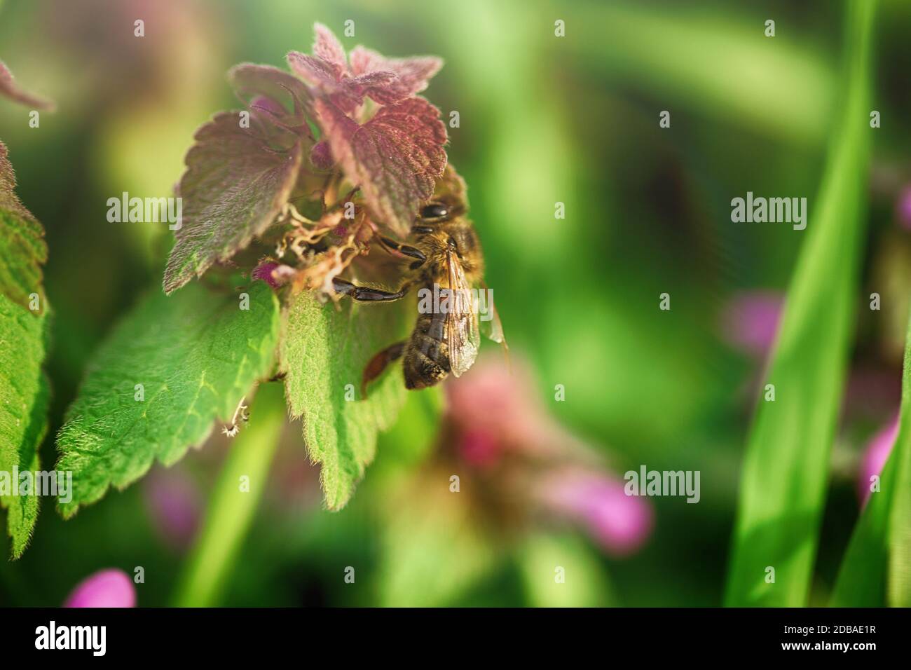 Bees pollinate the flowers Stock Photo Alamy