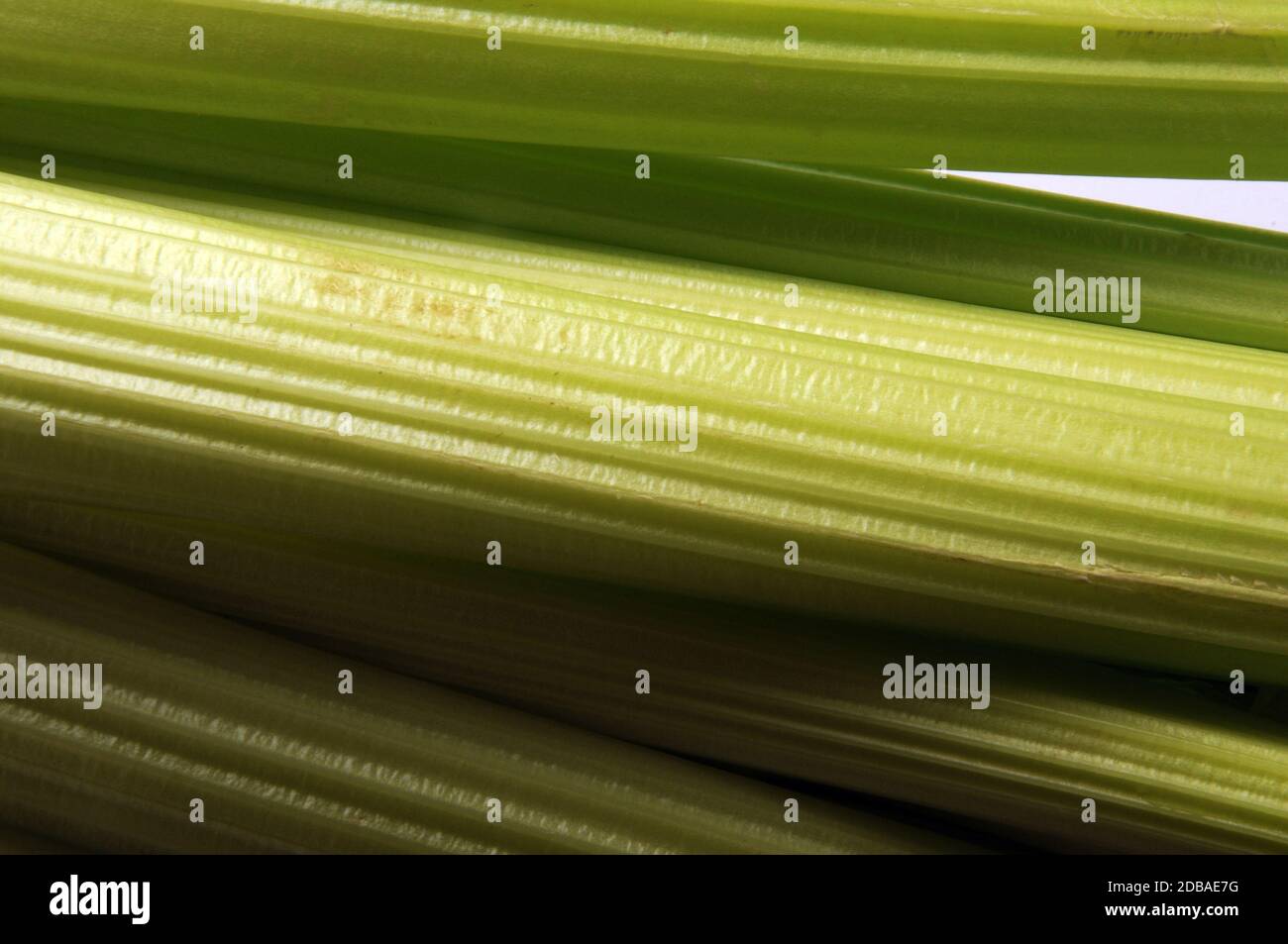 Close up on fresh celery Stock Photo